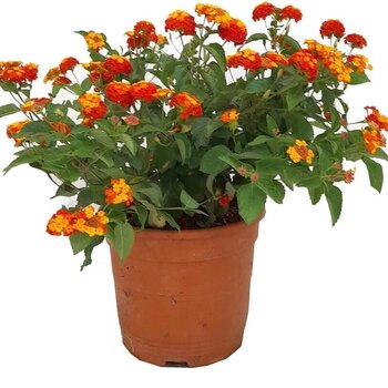 Wisselbloem – Lantana