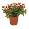  X1 - Wisselbloem