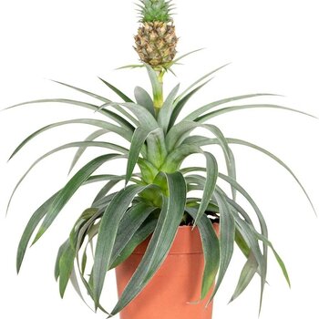 Ananasplant – Bromelia Ananas ‘Corona’
