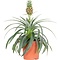  X1 - Plante d'ananas
