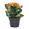  X1 - Kalanchoë