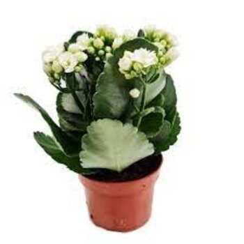 Kalanchoë White