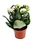  Kalanchoë White