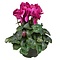 X1 - Cyclamen