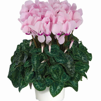 Light Pink Alpine Violet - Cyclamen