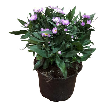 Autumn Aster –Aster