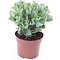 Firenze Bloemenatelier – Handgemaakte Boeketten, Bloemstukken & Planten Jadeplant – Crassula undulatifolia 'Magic'