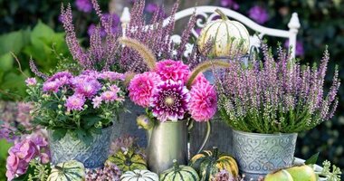 Fall plants