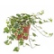  X2 - Common ivy