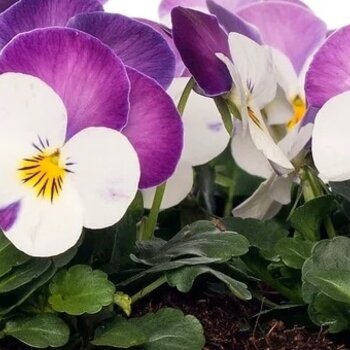 Horned pansy Lilac/White – Viola cornuta