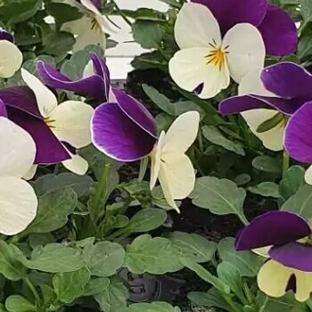 Violettes Violet/blanc – Viola cornuta