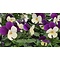  X6 - Horned pansy