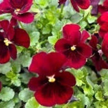 Bosviooltjes Bordeaux – Viola cornuta