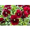  Horned pansy