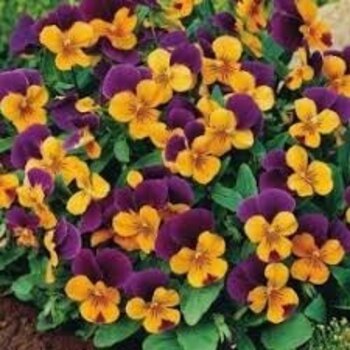 Violettes Violet/orange – Viola cornuta