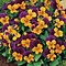  Horned pansy