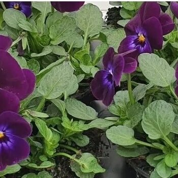 Horned pansy Purple – Viola cornuta