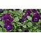  Horned pansy