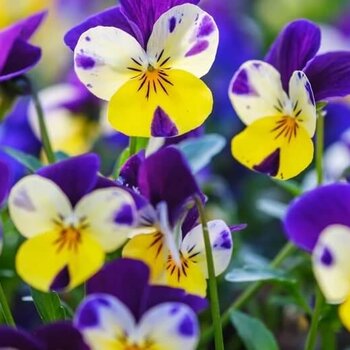 Horned pansy Purple/yellow/white – Viola cornuta