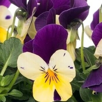 X1 - Horned pansy