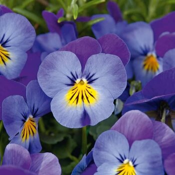 Bosviooltjes Blauw/geel – Viola cornuta