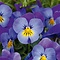  Horned pansy Blue/yellow – Viola cornuta