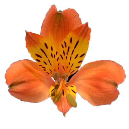 Alstroemeria firenze closeup