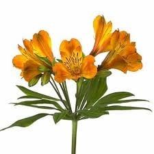 Alstroemeria firenze