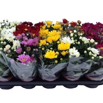 Chrysant Mix – Chrysanthemum