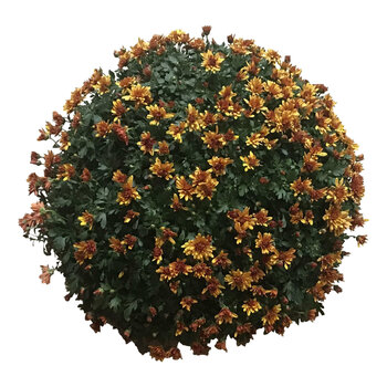 X1 - Chrysant