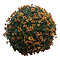  X1 - Chrysanths