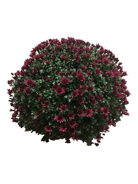 Chrysanths