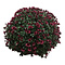  Chrysanthème