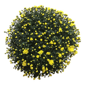 Firenze Bloemenatelier – Handgemaakte Boeketten, Bloemstukken & Planten Chrysant