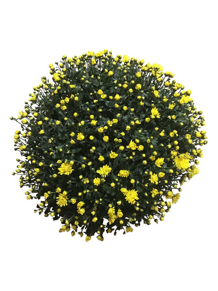 Chrysant
