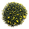  X1 - Chrysanths