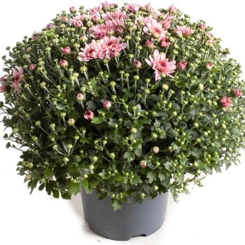 X1 - Chrysant