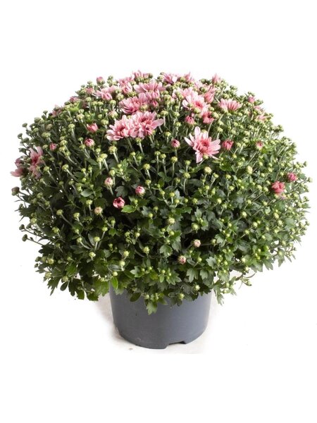 Chrysanths
