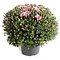  Chrysant