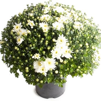 Firenze Bloemenatelier – Handgemaakte Boeketten, Bloemstukken & Planten Chrysant