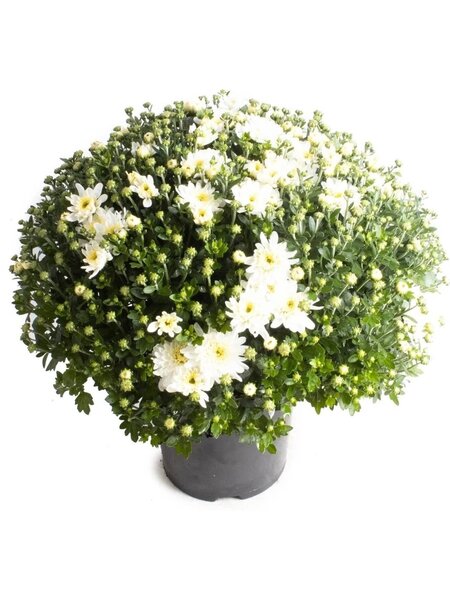 Chrysanths