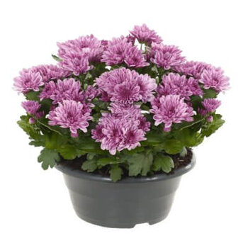 X1 - Chrysanths