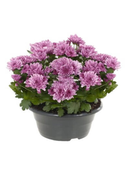 Chrysanths