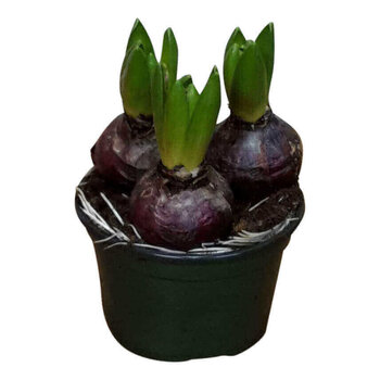 Hyacinth Pink - Hyacinthus