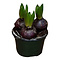  X3 - Hyacinth