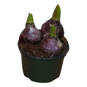 X3 - Hyacinthus