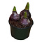  X3 - Hyacinth