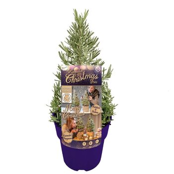 Lavender Christmas tree