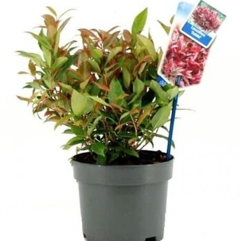 X1 - Leucothoe