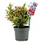  X1 - Leucothoe